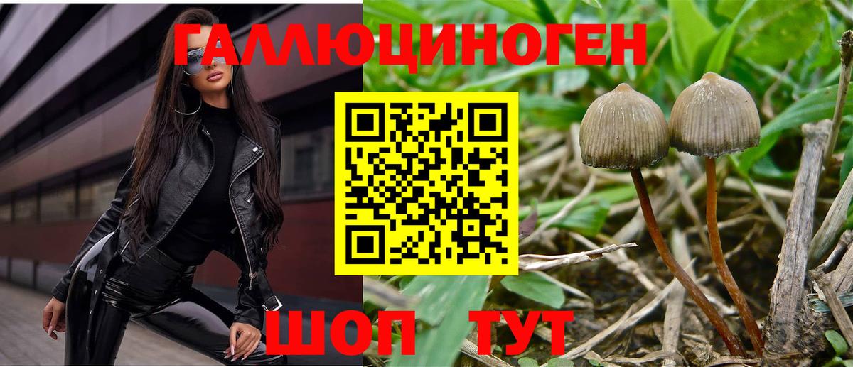 Псилоцибиновые грибы Psilocybe Ростов-на-Дону